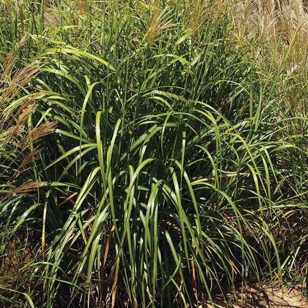 Miscanthus sinensis My Fair Maiden