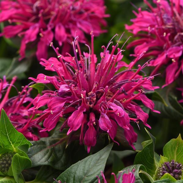Monarda didyma BeeMine™ Purple