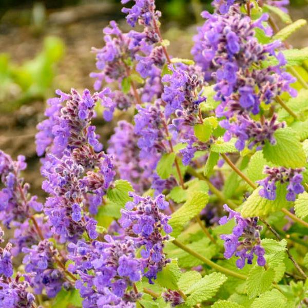 Nepeta Chartreuse on the Loose