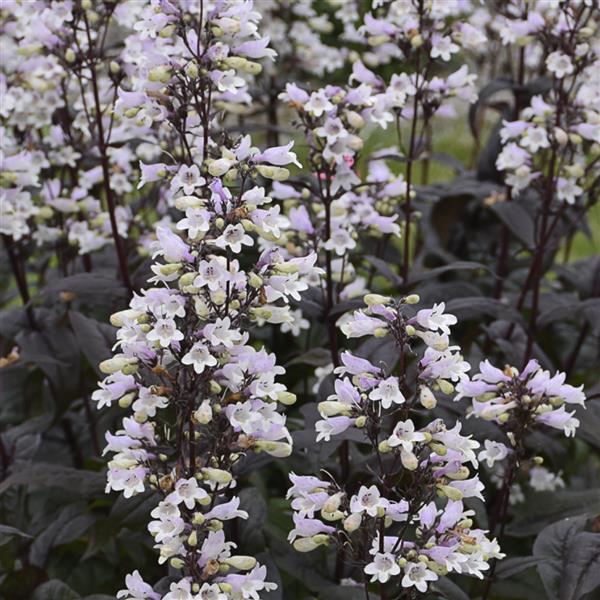 Penstemon digitalis Onyx and Pearls