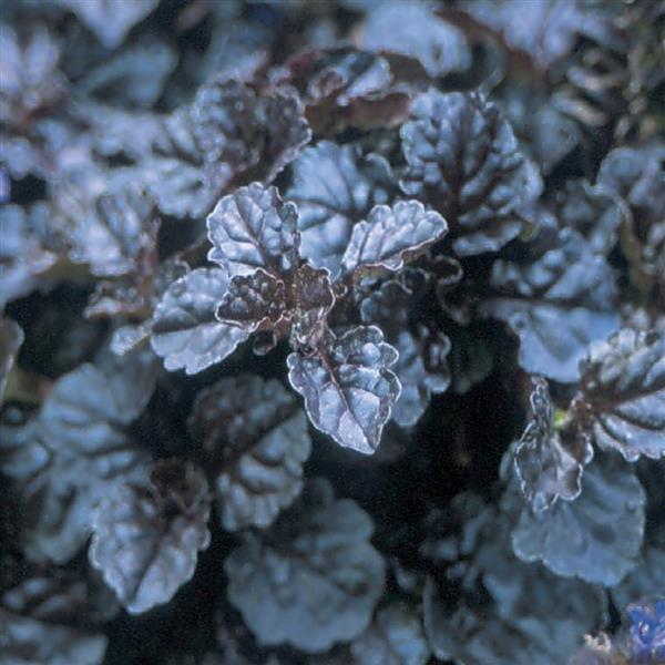 Ajuga reptans Black Scallop