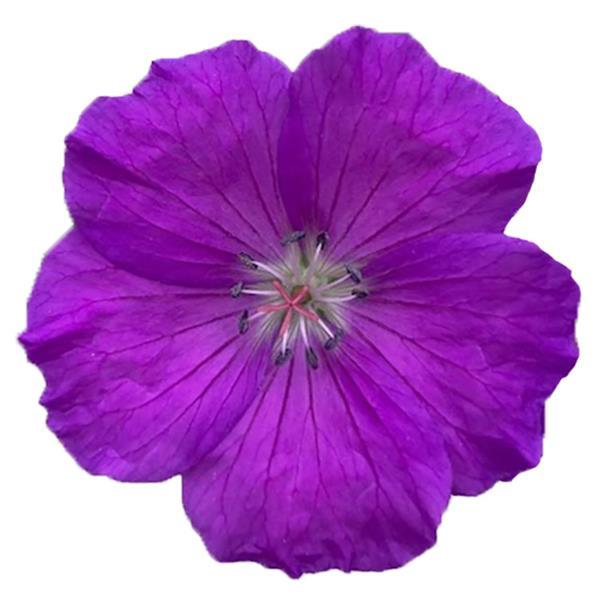 Geranium Purple Glow