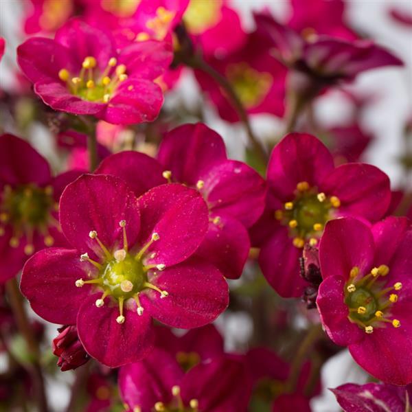 Saxifraga x arendsii Marto™ Hot Rose