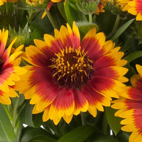 Gaillardia Guapa Flamenco Bicolor