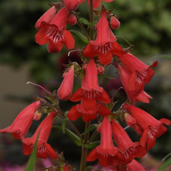 Penstemon Mountain Treats™ Red