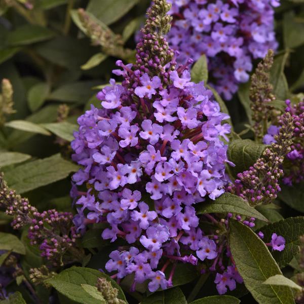 Buddleia Chrysalis™ Steel Blue