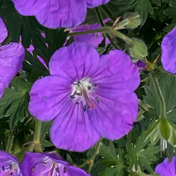 Geranium Purple Glow