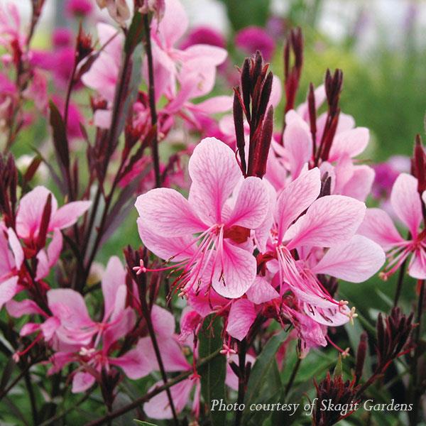 Gaura lindheimeri Passionate Blush