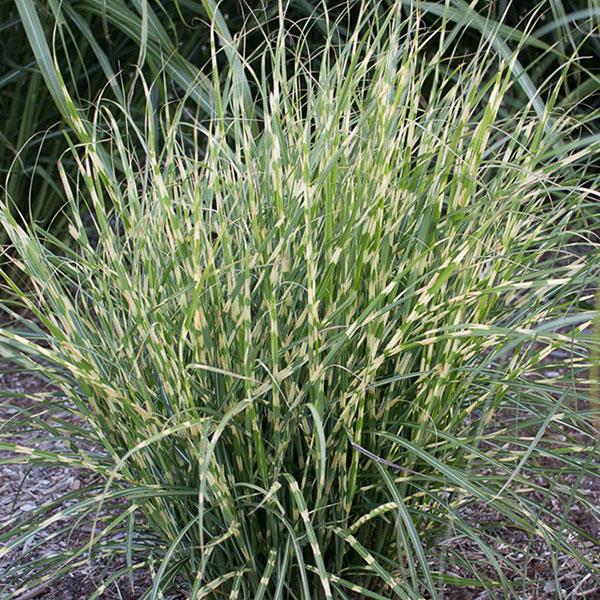 Grass Miscanthus sinensis Bandwidth
