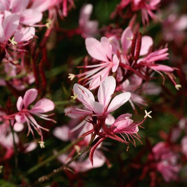 Gaura lindheimeri Belleza<sup>®</sup> Compact Light Pink