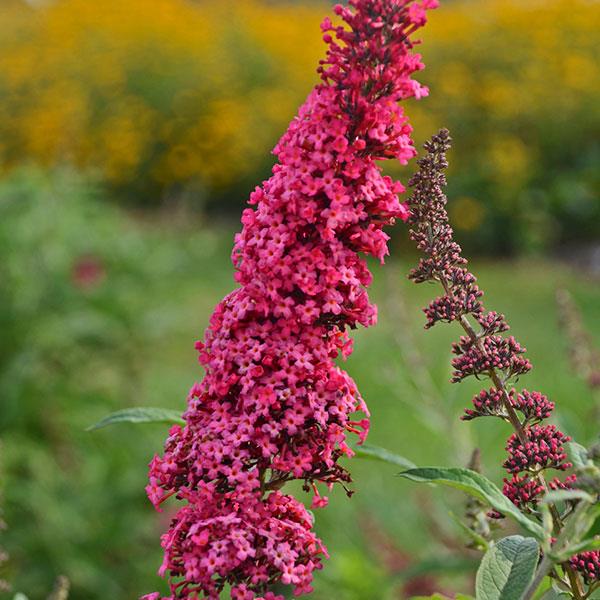 Buddleia davidii Monarch<sup>®</sup> Prince Charming