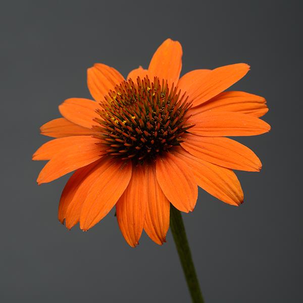 Echinacea Sombrero<sup>®</sup> Adobe Orange