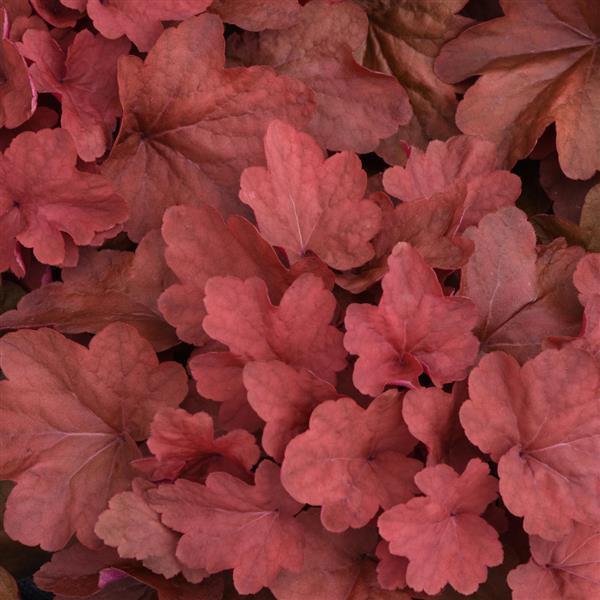 Heuchera Carnival Cinnamon Stick
