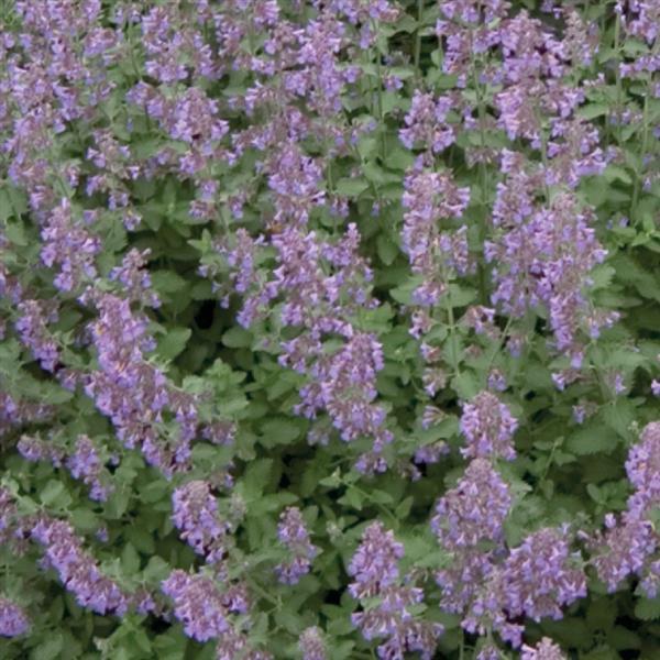 Nepeta faassenii Walker's Low