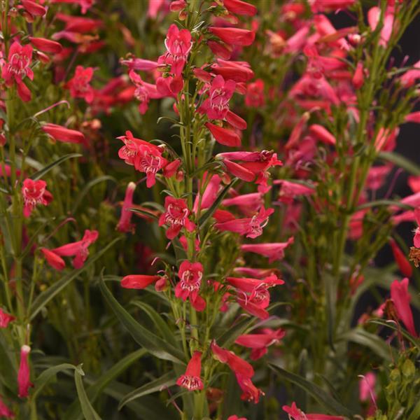 Penstemon Summit Sweets™ Ruby