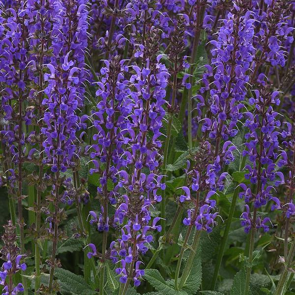 Salvia nemorosa Blue by You