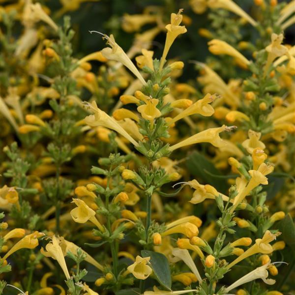 Agastache mexicana Summerlong™ Lemon