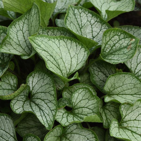 Brunnera macrophylla Frostbite