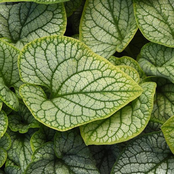 Brunnera macrophylla Frostline