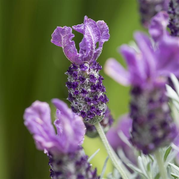 Lavandula pedunculata Lavender Frost™ Purple