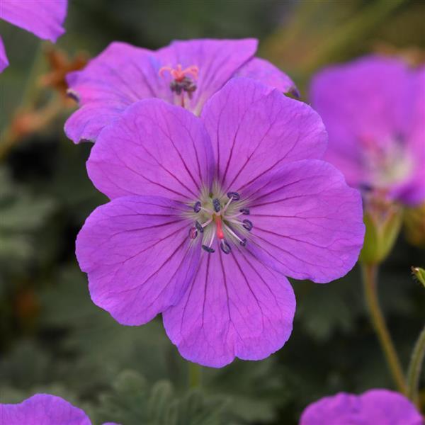 Geranium Purple Glow