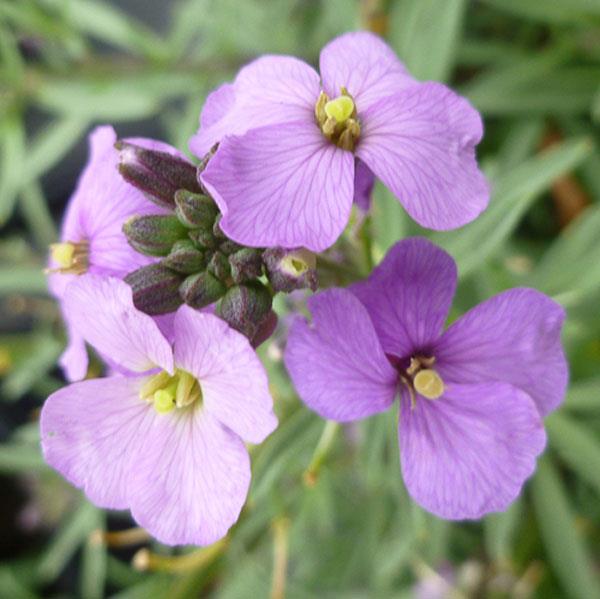 Erysimum linifolium Bowles Me Away