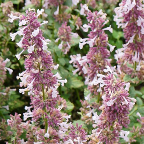 Nepeta faassenii Whispurr™ Pink