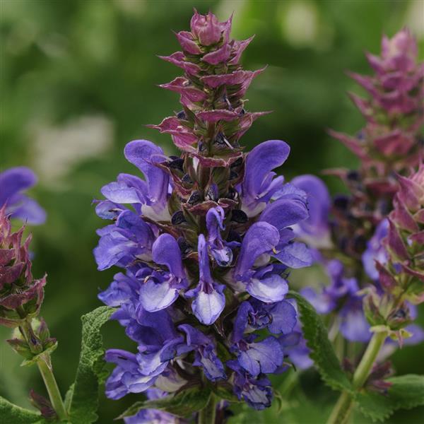 Salvia nemorosa Marvel Blue