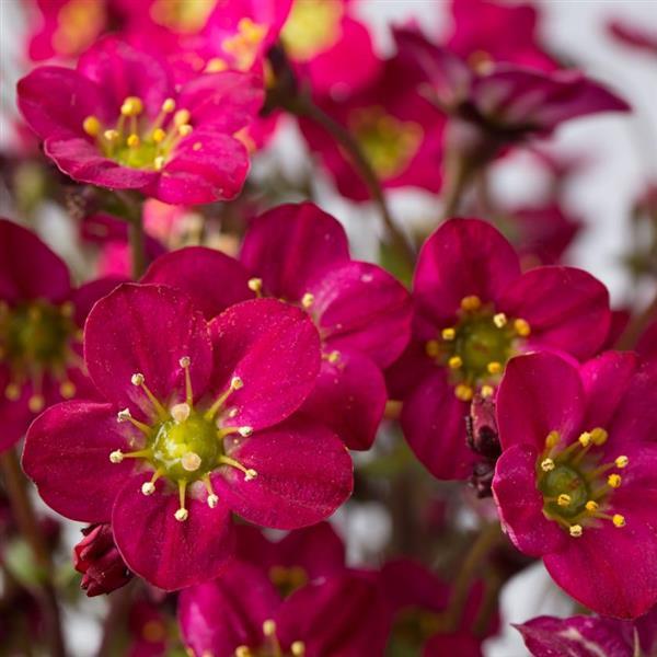 Saxifraga x arendsii Marto™ Hot Rose