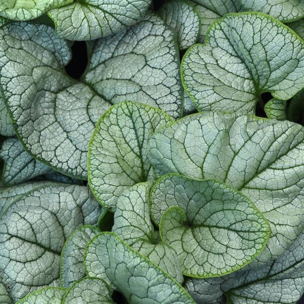 Brunnera macrophylla Permafrost