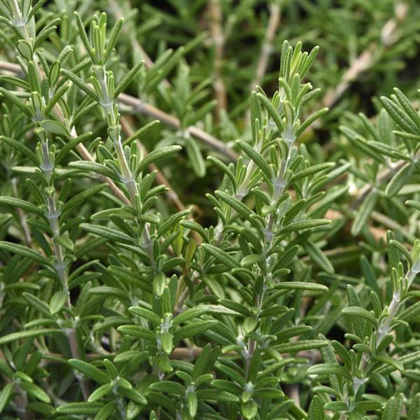 Rosmarinus Blue Cascade