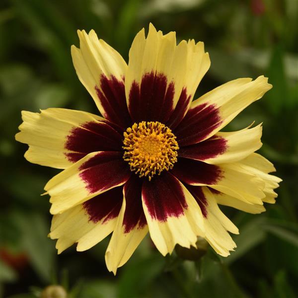 Coreopsis Super Star