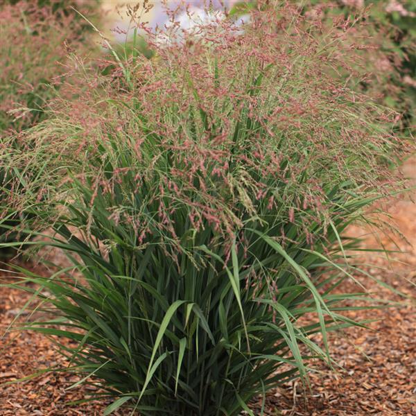 Grass Panicum virgatum Dream Catcher® Smoky Rose®