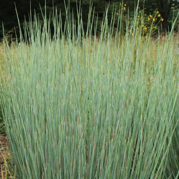 Grass Schizachyrium scoparium Free Spirit® Blue Arrow®