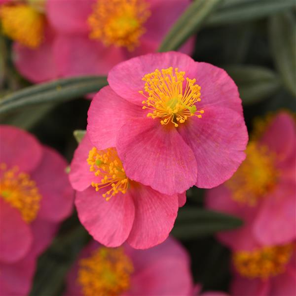 Helianthemum nummularium SunBurst™ Pink