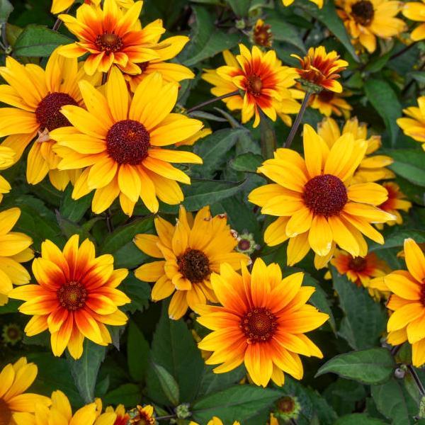 Heliopsis helianthoides Sundial