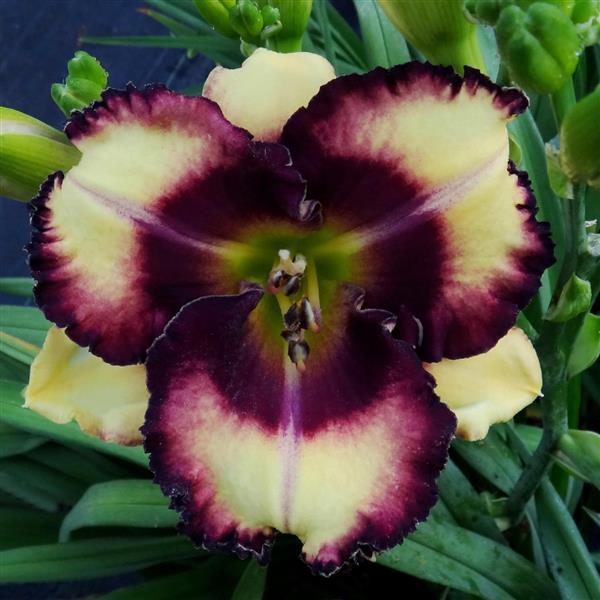 Hemerocallis DayScape™ Berries and Cream