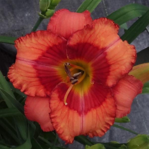 Hemerocallis DayScape™ Coral Blaze
