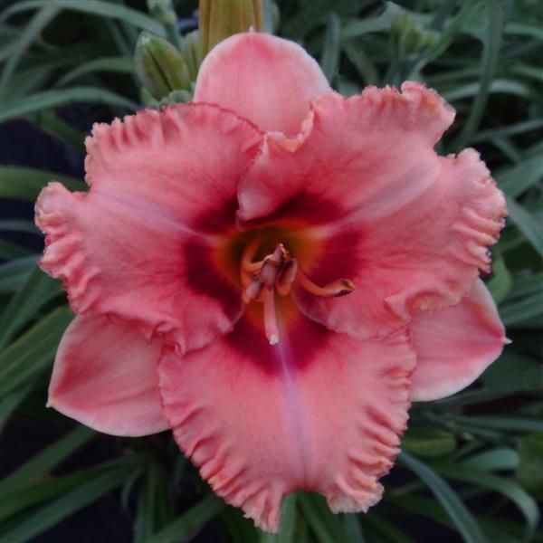 Hemerocallis DayScape™ Coral Frill