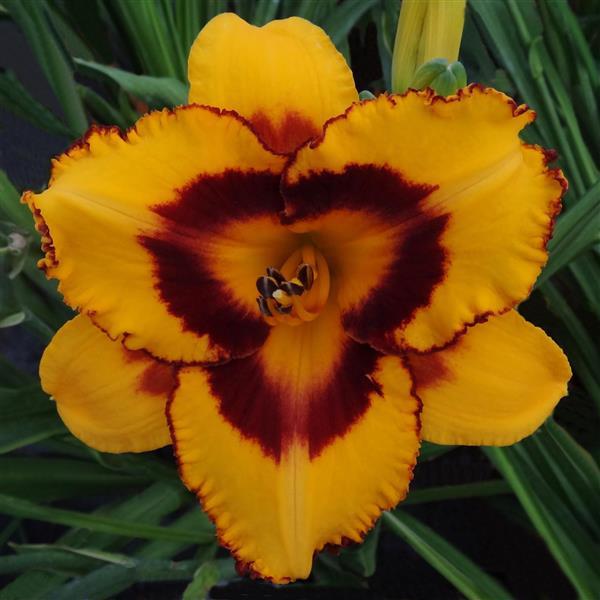 Hemerocallis DayScape™ Golden Blaze