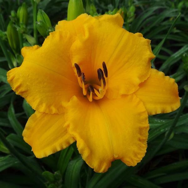 Hemerocallis DayScape™ Golden Yellow