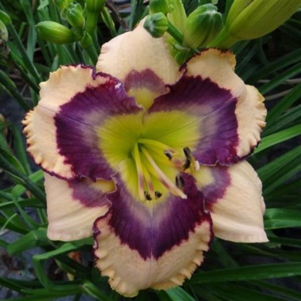 Hemerocallis DayScape™ Peach Flame