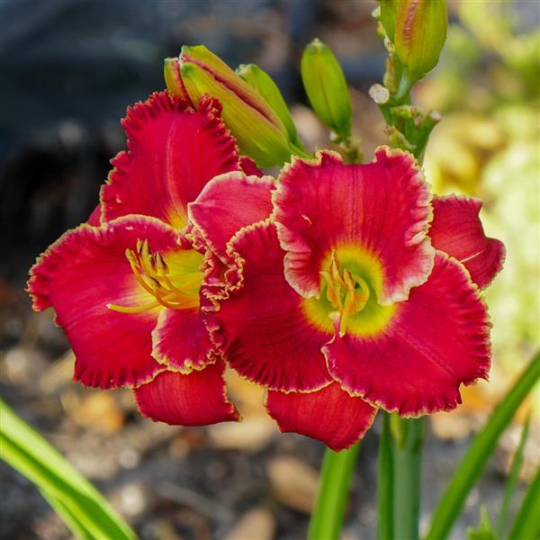 Hemerocallis DayScape™ Scarlet Burst