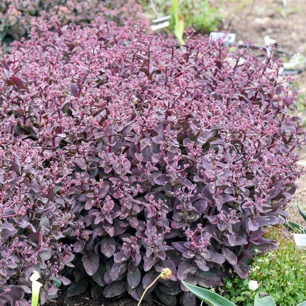 Sedum Wineberry Delight