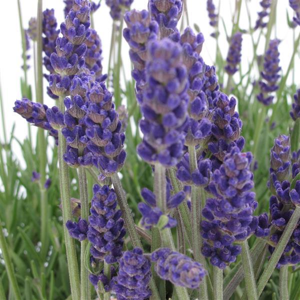 Lavandula angustifolia Annet