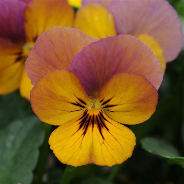 Viola Celestial™ Twilight