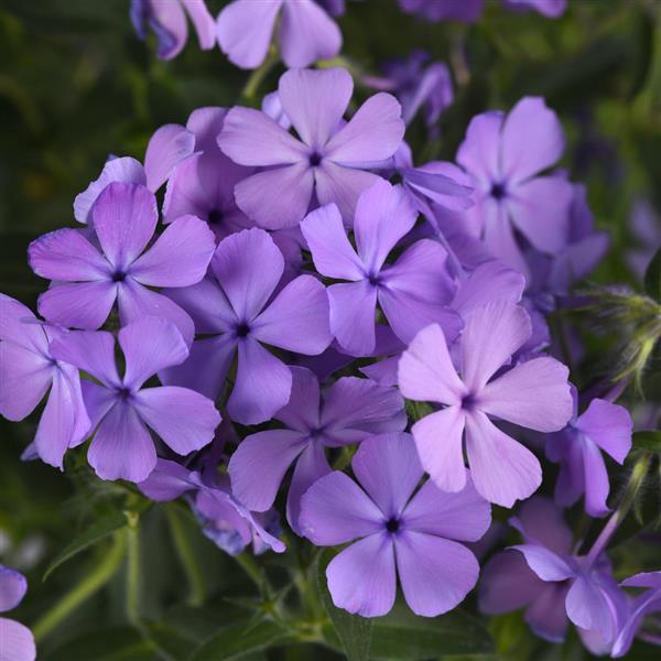 Phlox Candy Cloud™ Blue