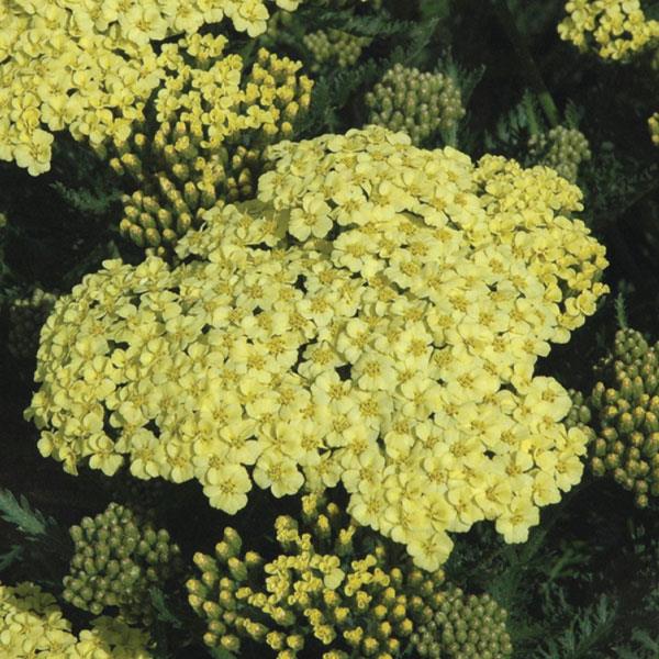 Achillea millefolium Seduction Sunny