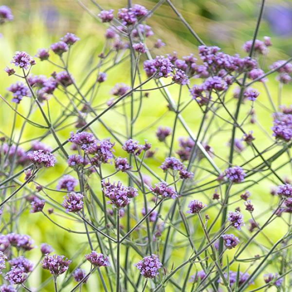 Product Details - Verbena bonariensis Lollipop