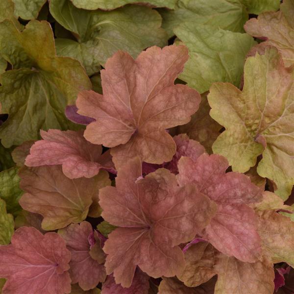 6 Piante Heuchera Caramel In Vaso 9x9 Cm - Perenni Sempreverdi, Foglie Color Albicocca, Fiori Bianco-Rosa